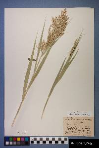 Phragmites australis image